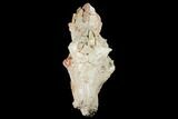 Fossil Oreodont (Merycoidodon) Skull - Wyoming #174375-1